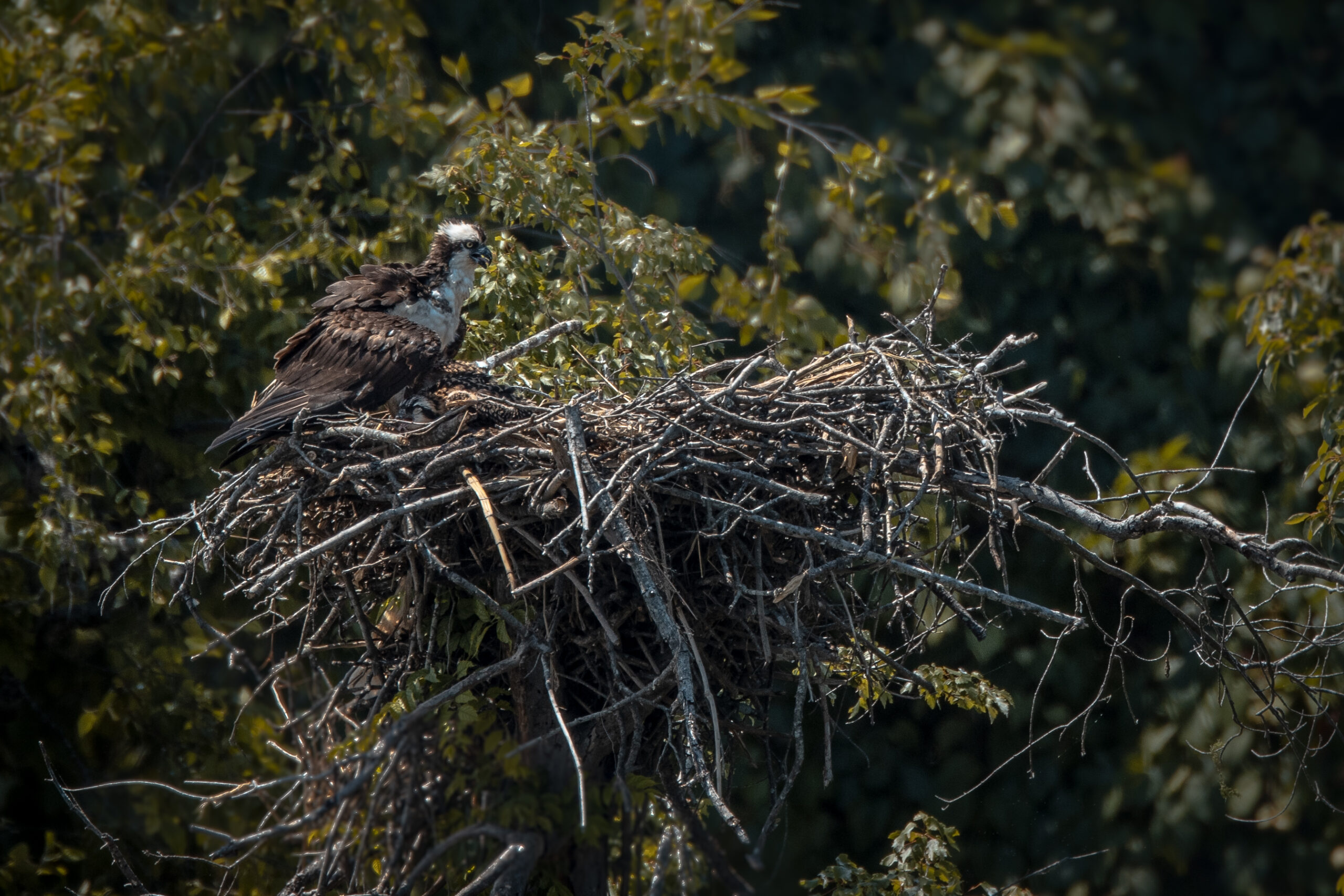 Osprey Nest