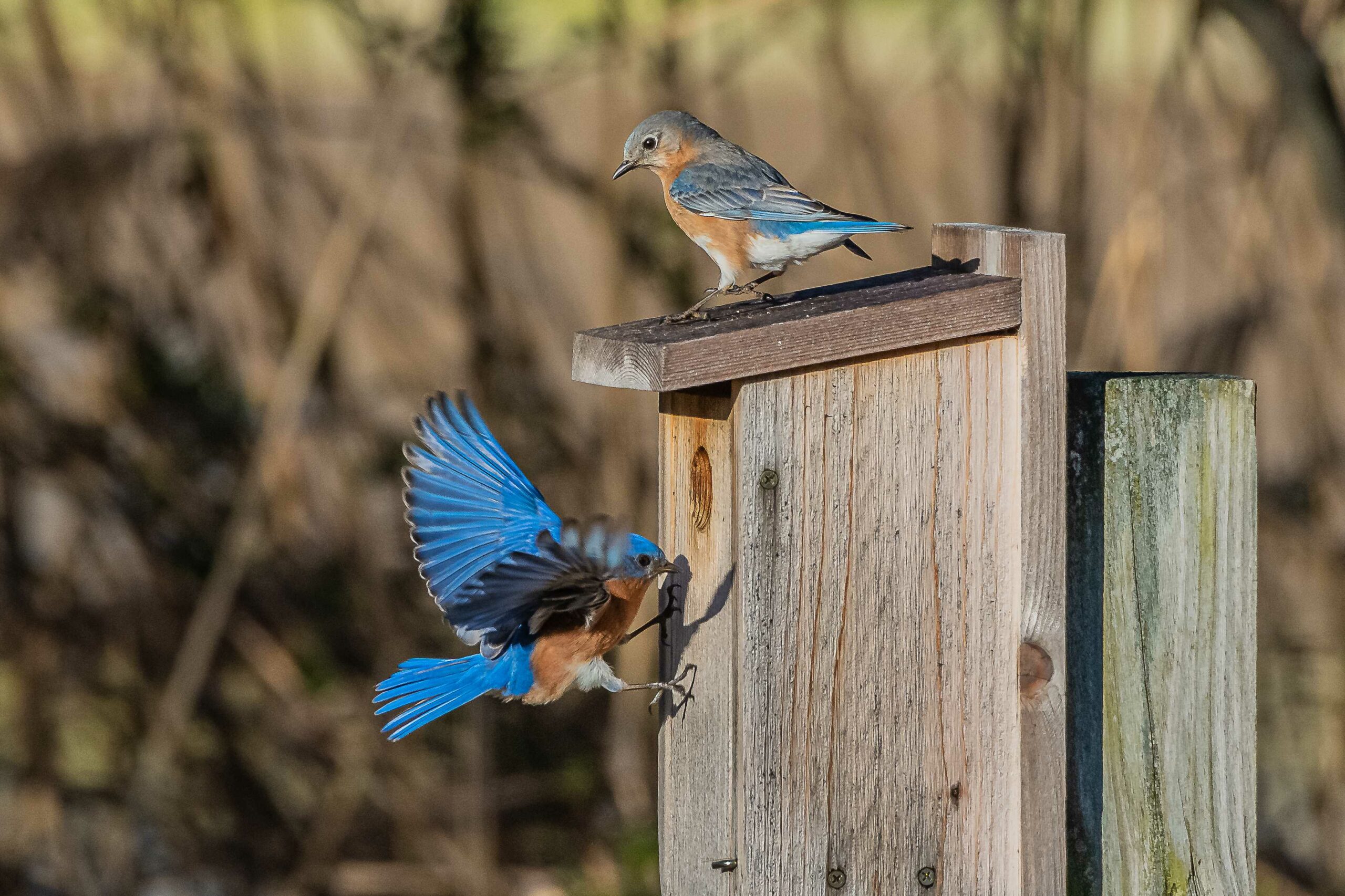 Eastern Bluebird Box
