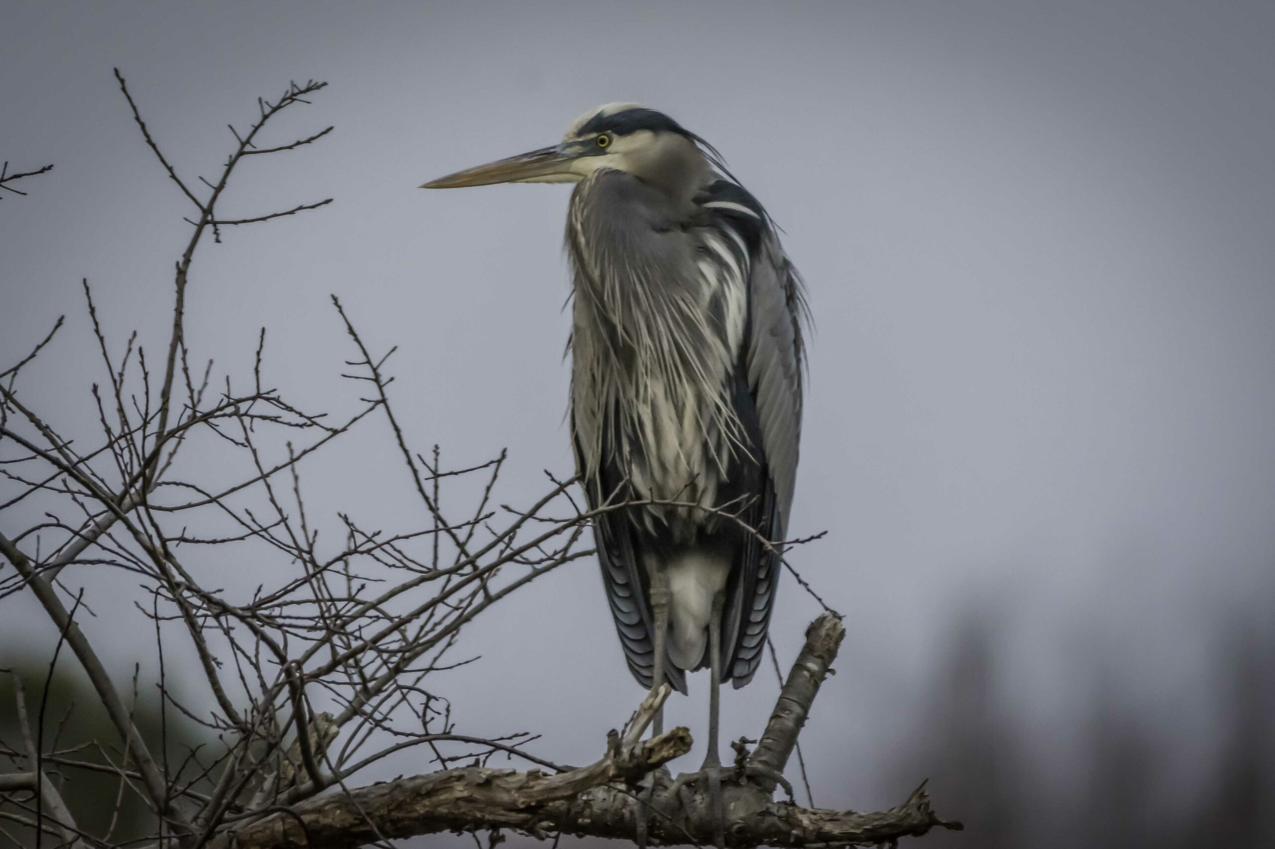 A great blue heron enjoying the sights (Susan Hale/Courtesy of Maryland DNR).