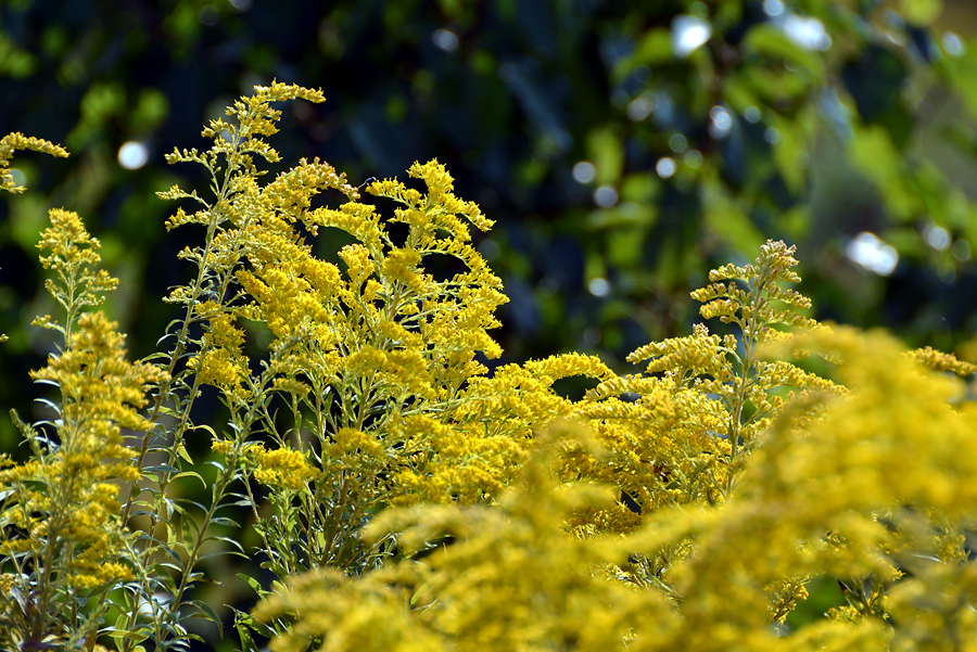 Goldenrod