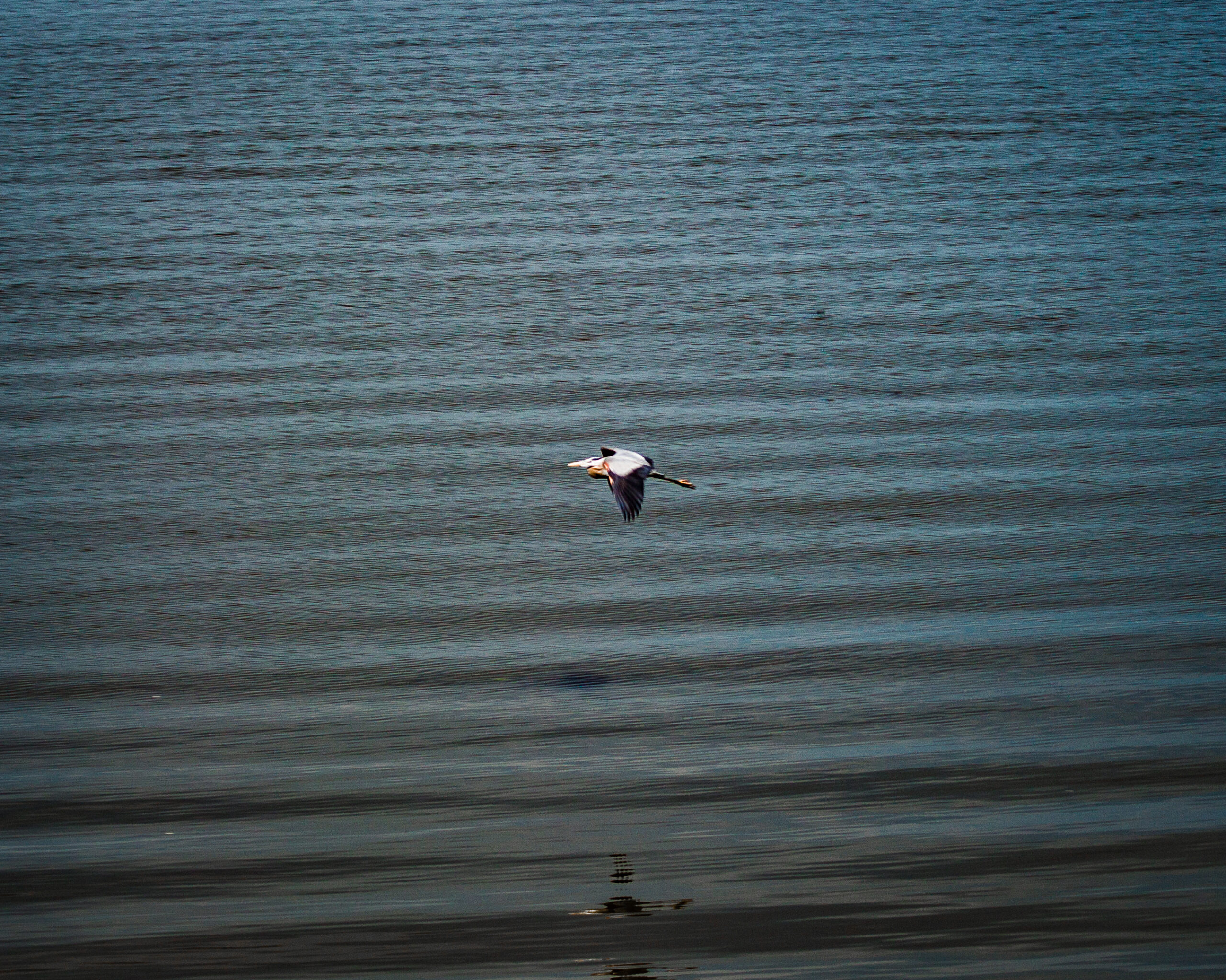 Great blue heron mid-flight over Mallows Bay (Nick Zachar/NOAA).