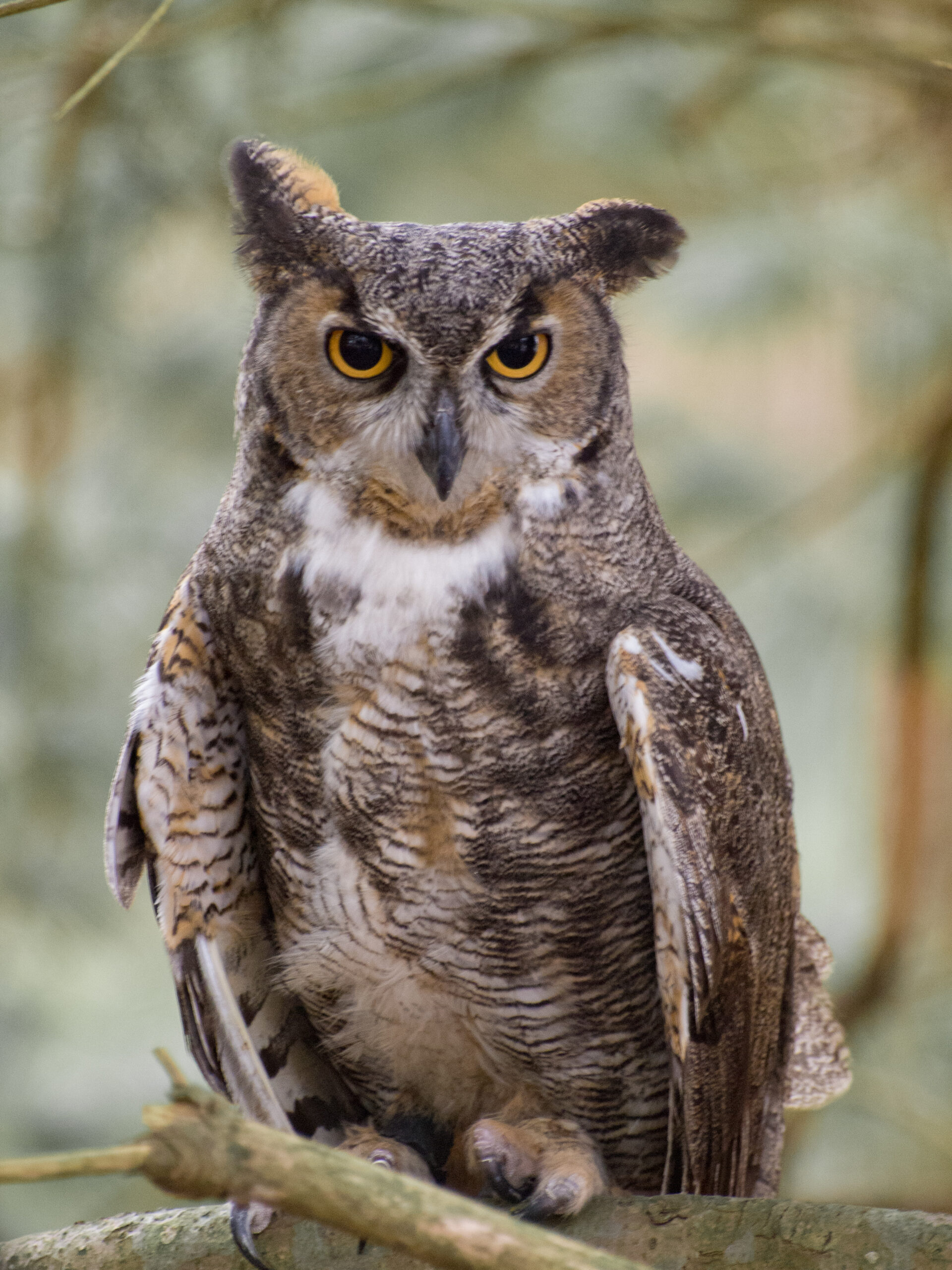 Great horned owl scanning the forest floor for breakfast (Shannon Bernier/Courtesy of Maryland DNR).