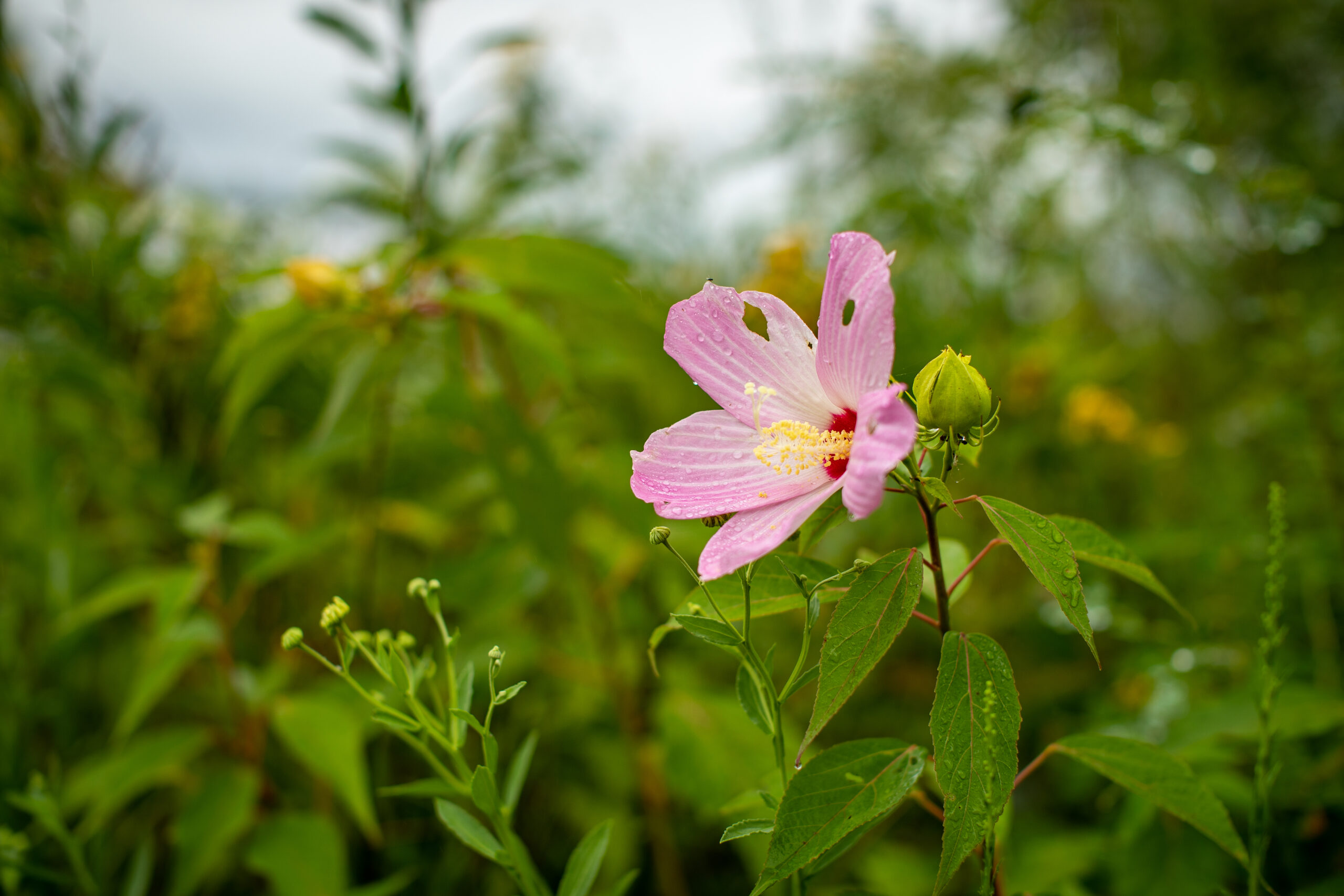Swamp rose mallow, a type of marsh flower that many believe inspired the park's name (Matt McIntosh/NOAA).