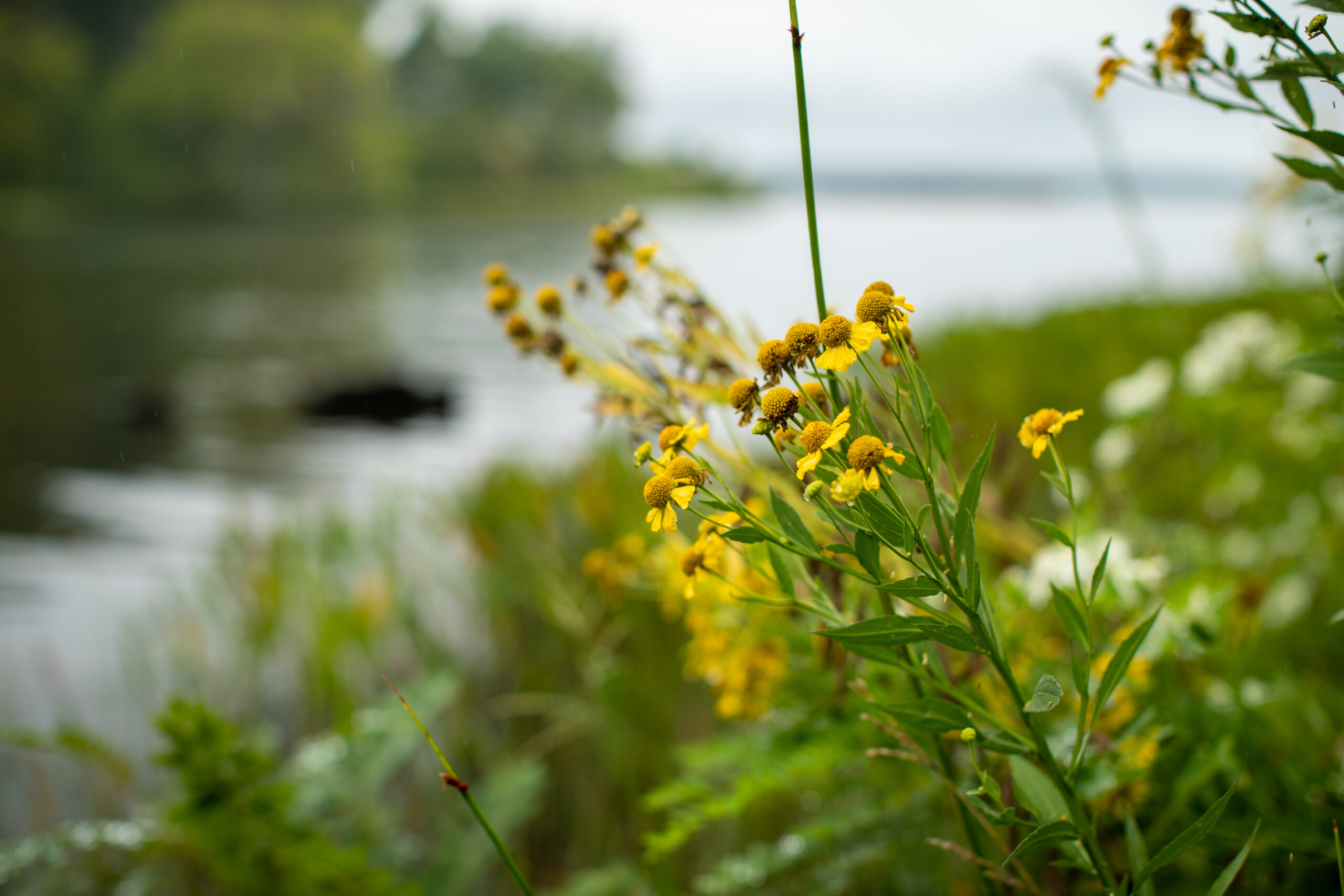 Common sneezeweed (Matt McIntosh/NOAA).