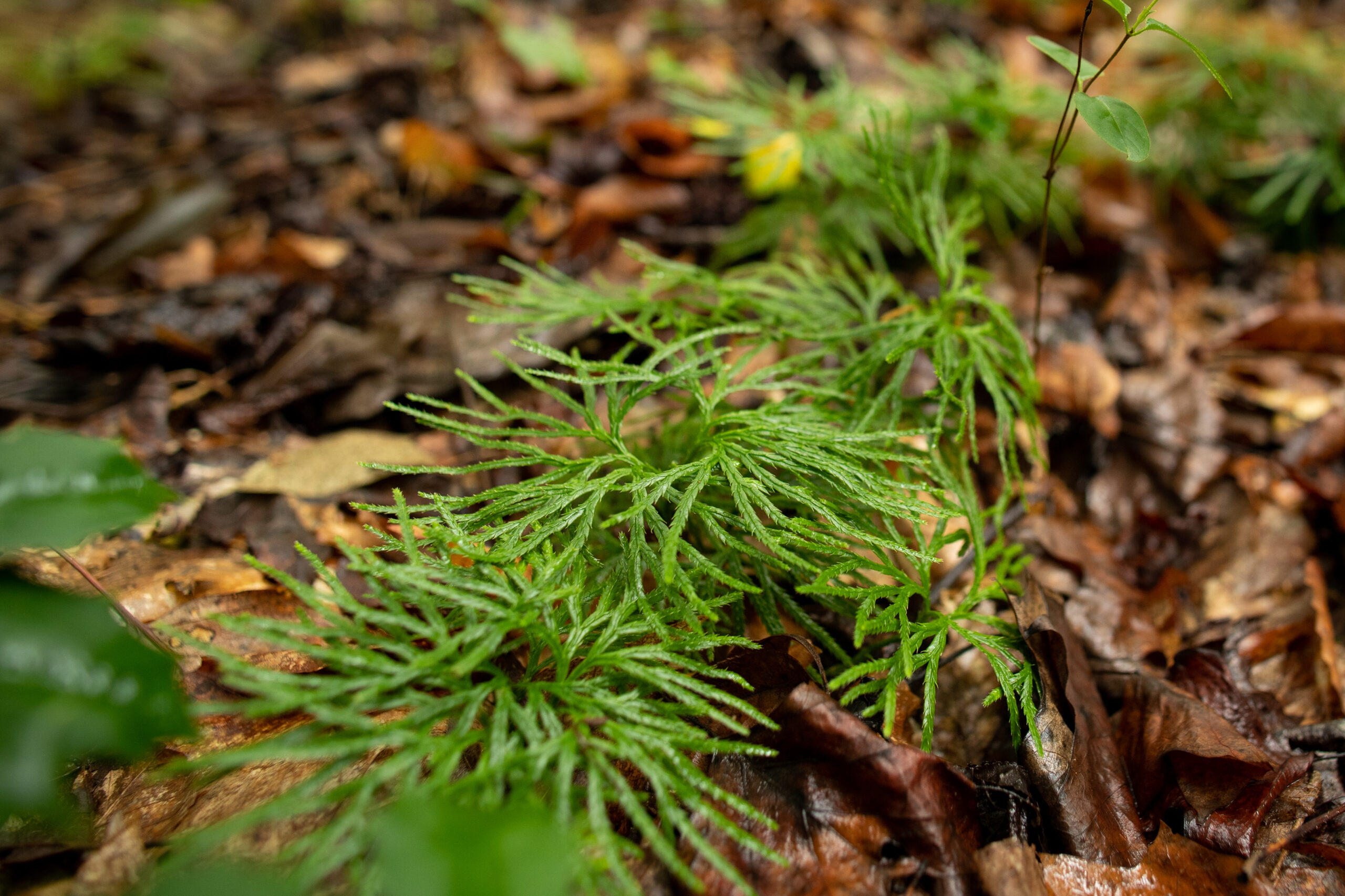 Fan clubmoss