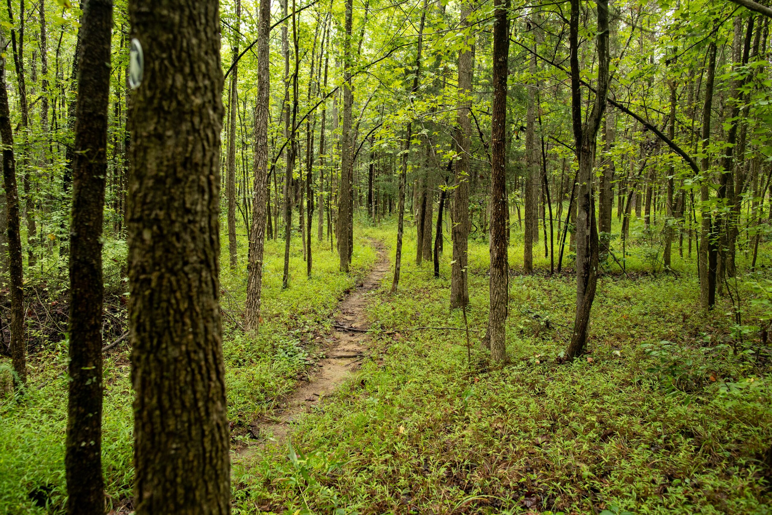 Secondary Succession Forest