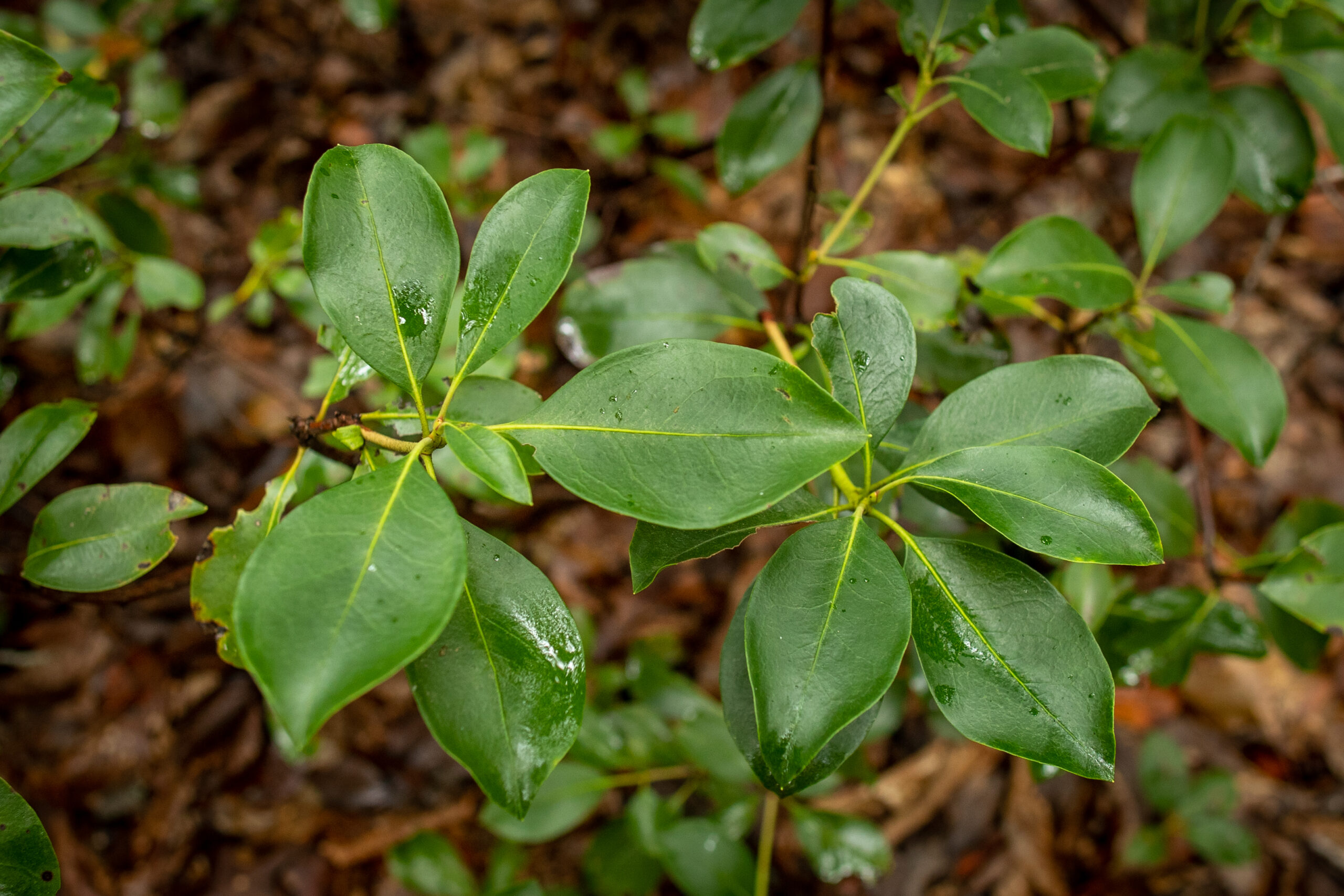Mountain Laurel