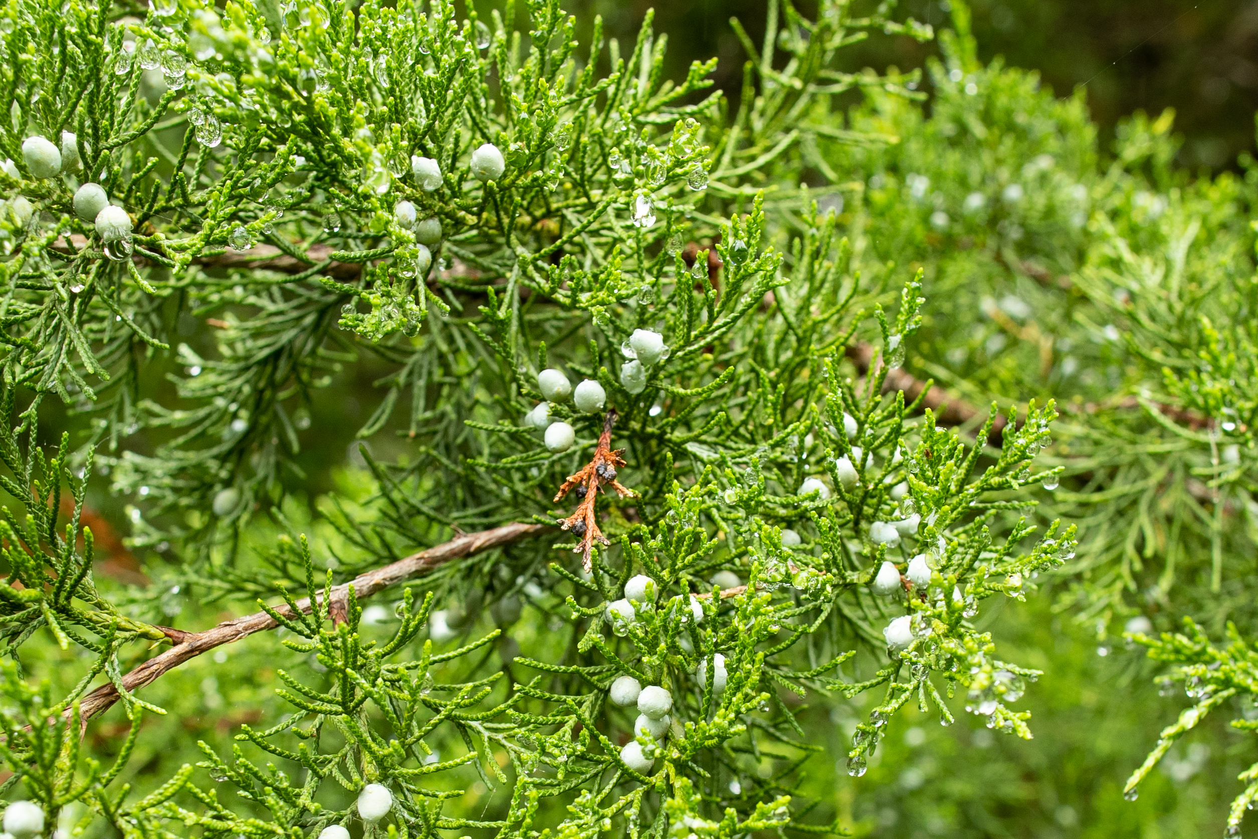 Eastern Red Cedar