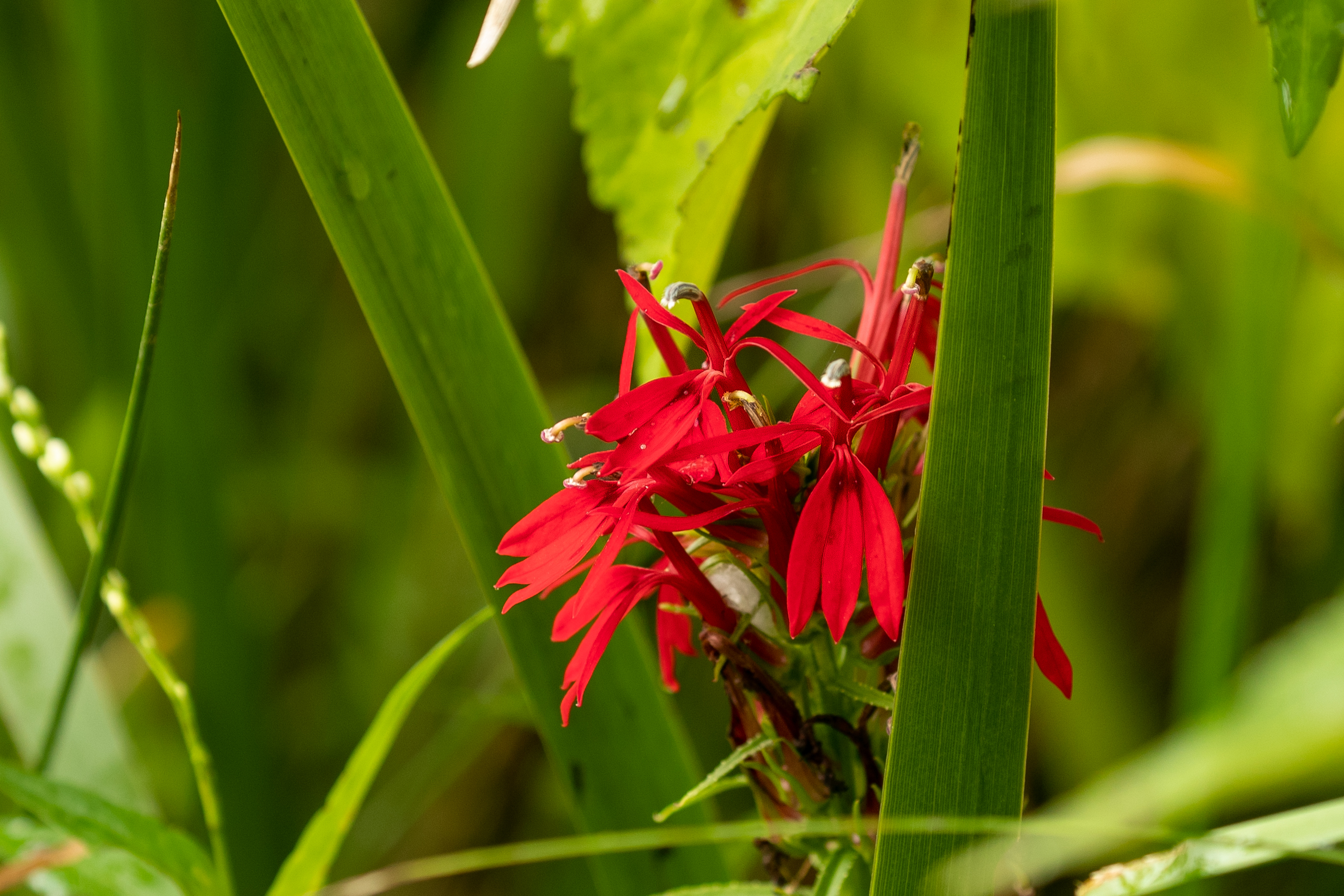Cardinal flower (Matt McIntosh/NOAA).