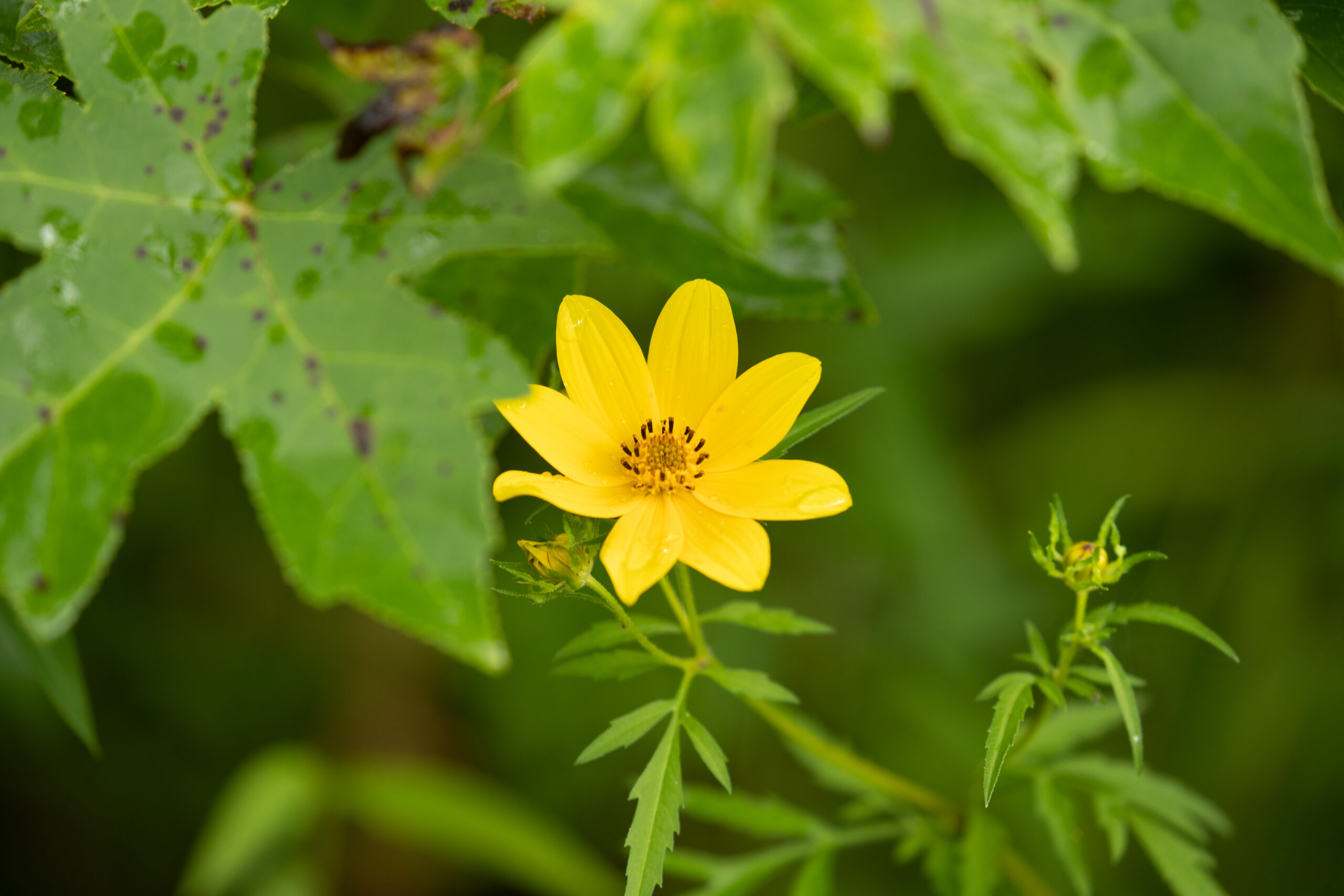 Marsh tickseed (Matt McIntosh/NOAA).