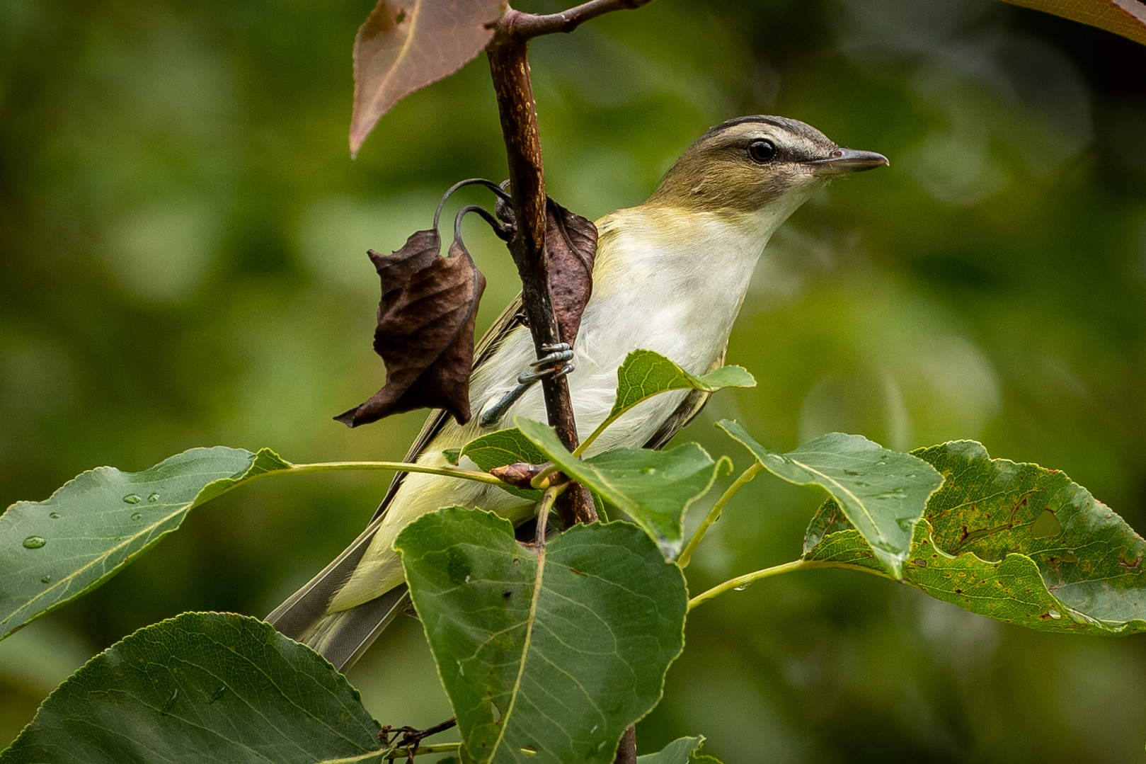 A red-eyed vireo (Matt McIntosh/NOAA).
