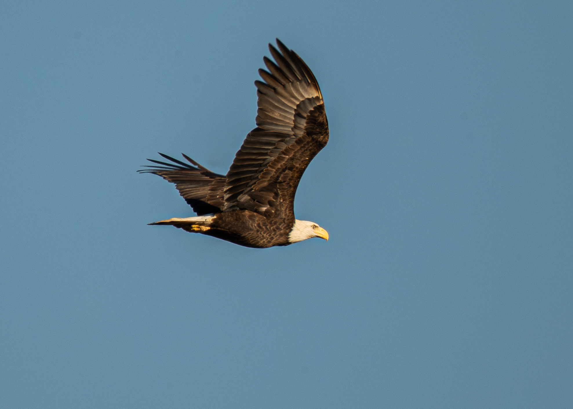 A bald eagle soaring above the sanctuary (Nick Zachar/NOAA).