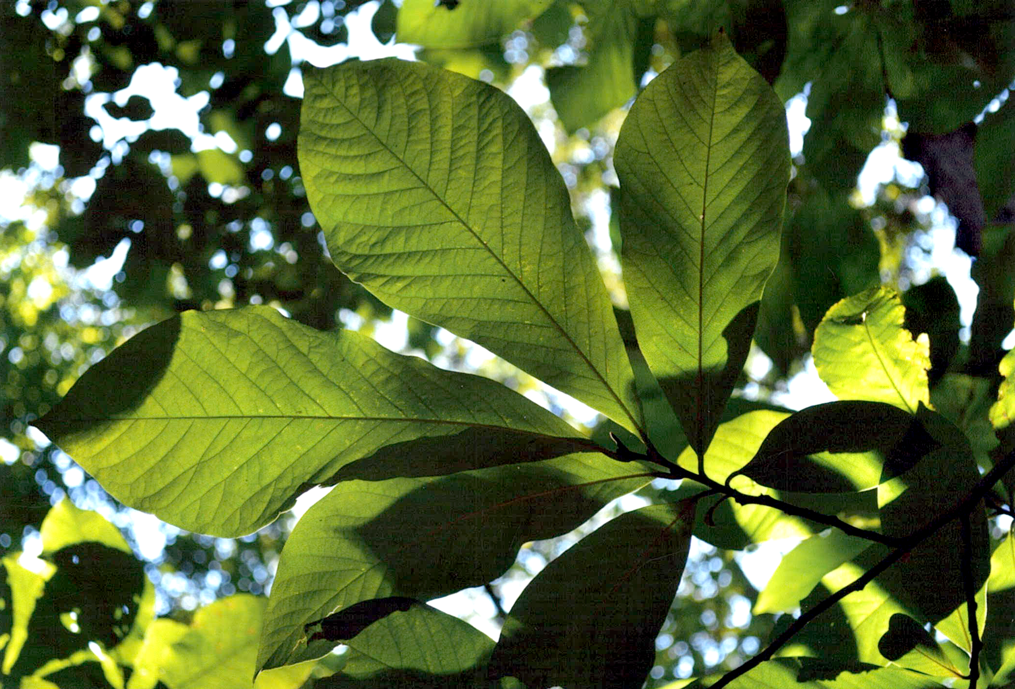 A good way to identify pawpaw trees is by finding their characteristic leaves (Elizabeth Gill/Courtesy of Maryland DNR).