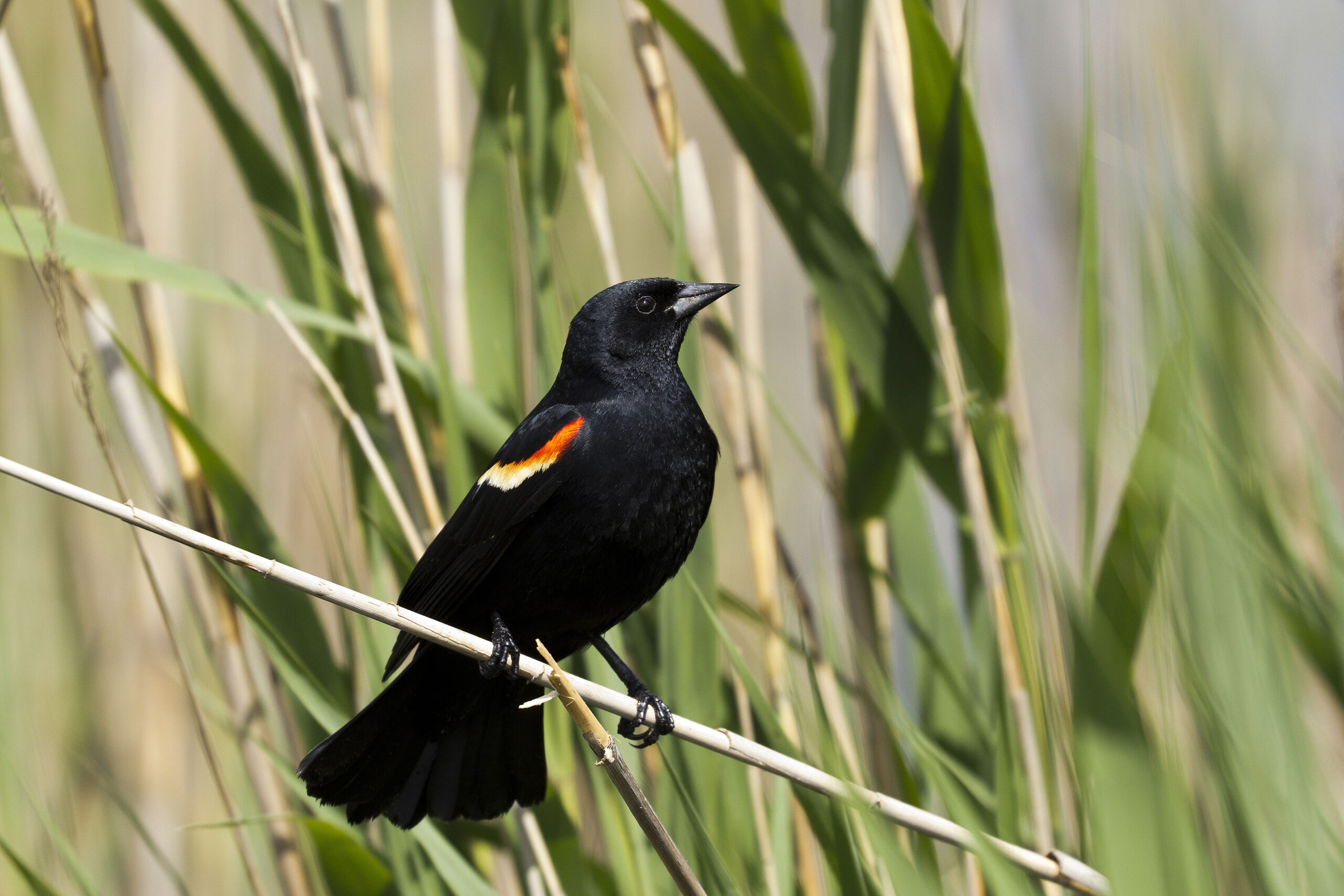 A red-winged blackbird ready for action (Alec Haskard/Maryland DNR).