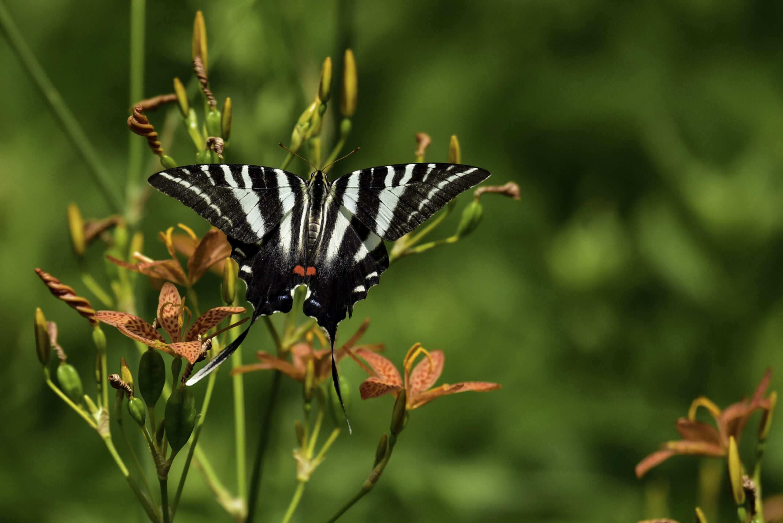 A zebra swallowtail butterfly hard at work pollinating (Courtesy of Maryland DNR).