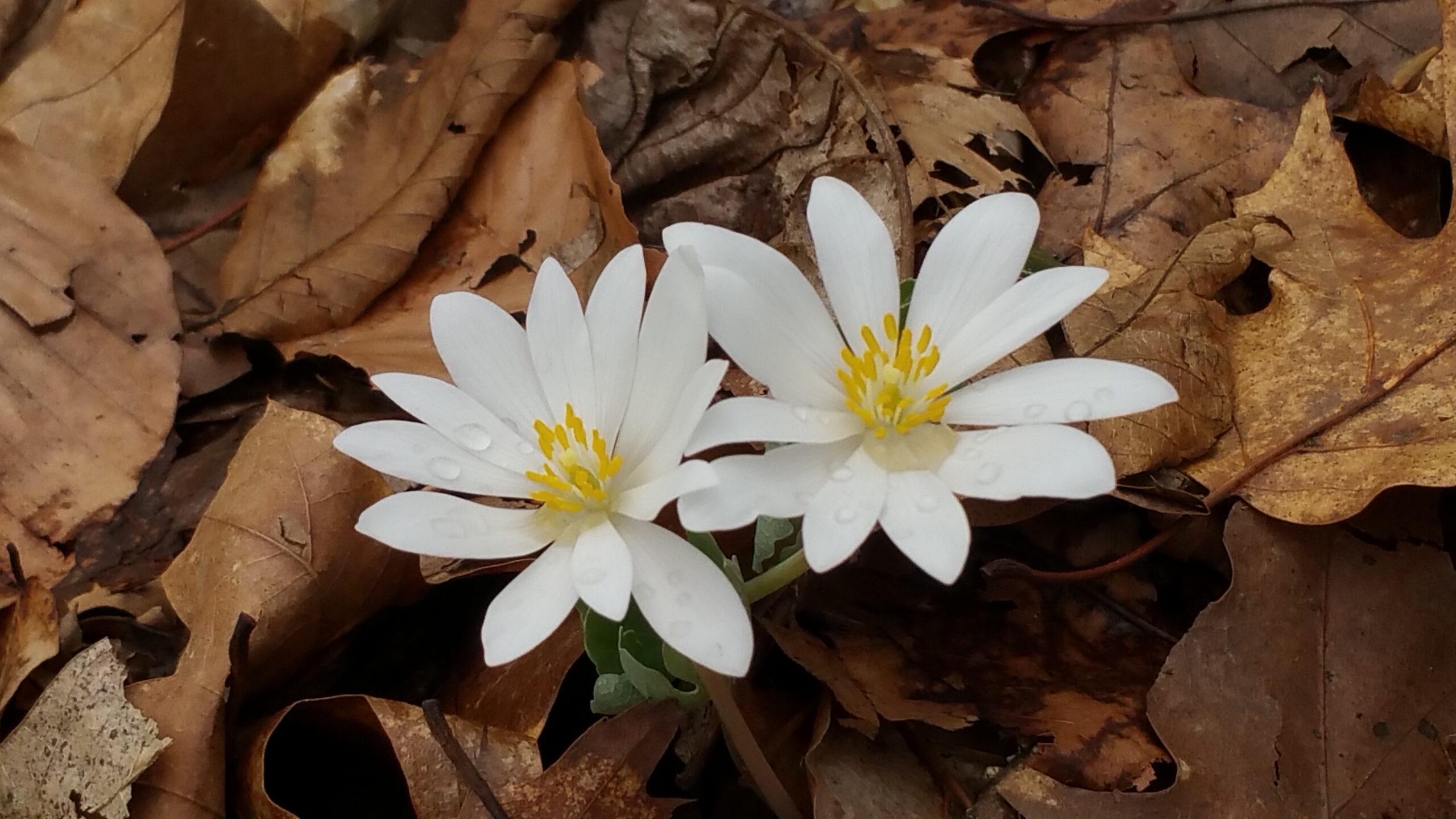 Native Wildflowers