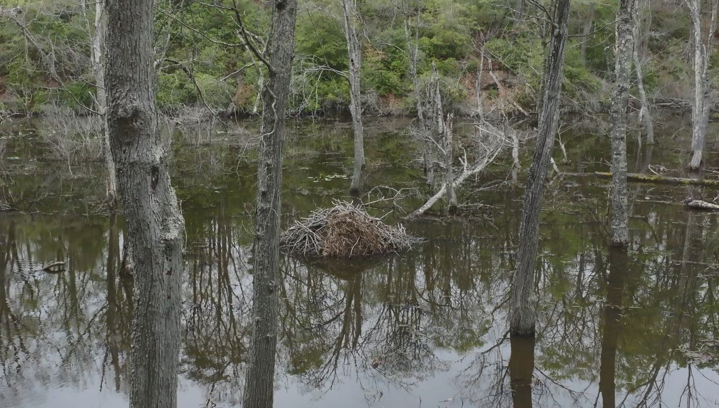 Beaver Dam and Lodge