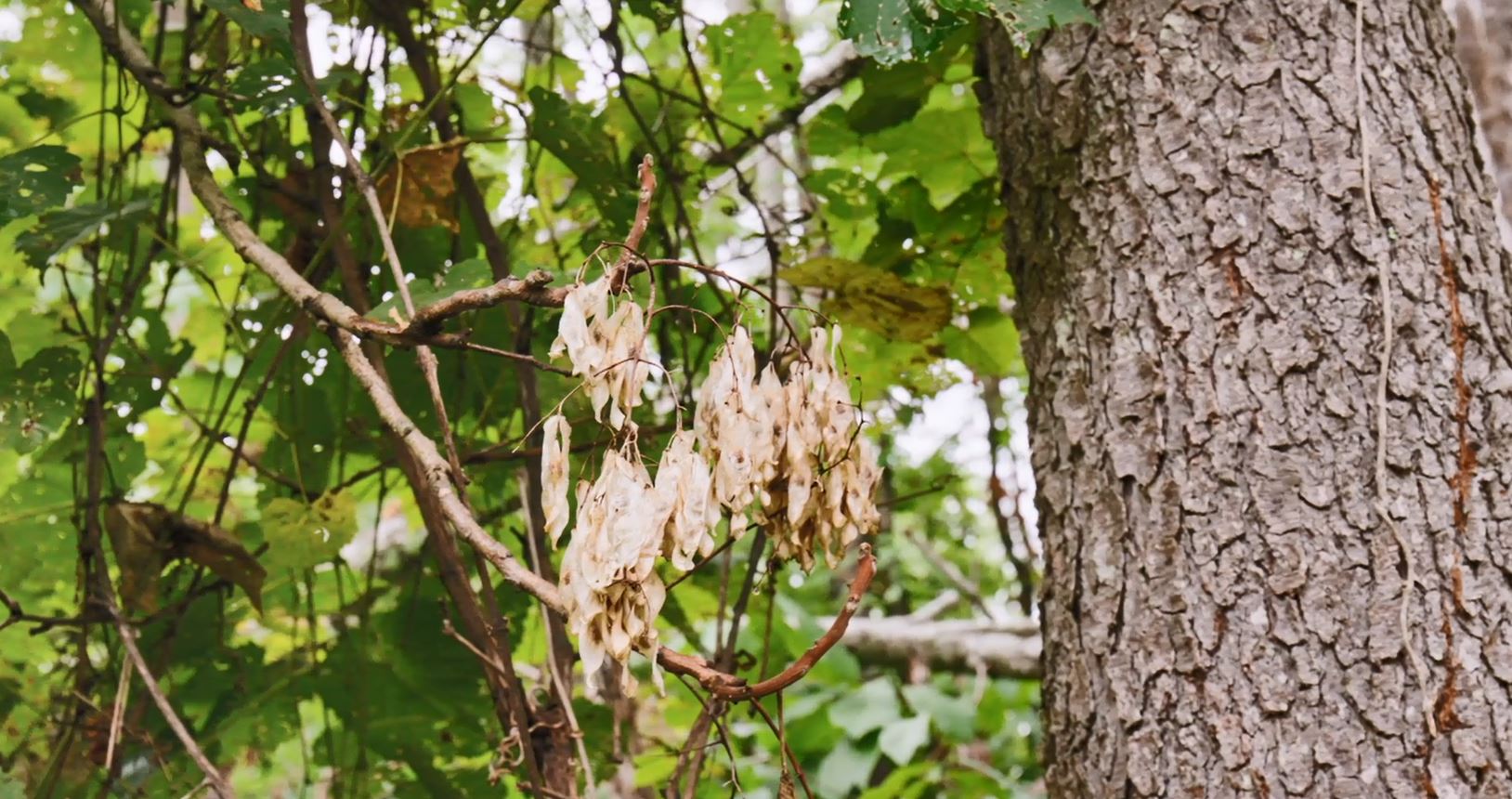 The invasive tree-of-heaven seed pods (NOAA).