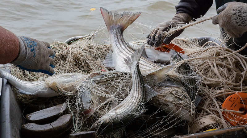 Acoustic Telemetry Receiver