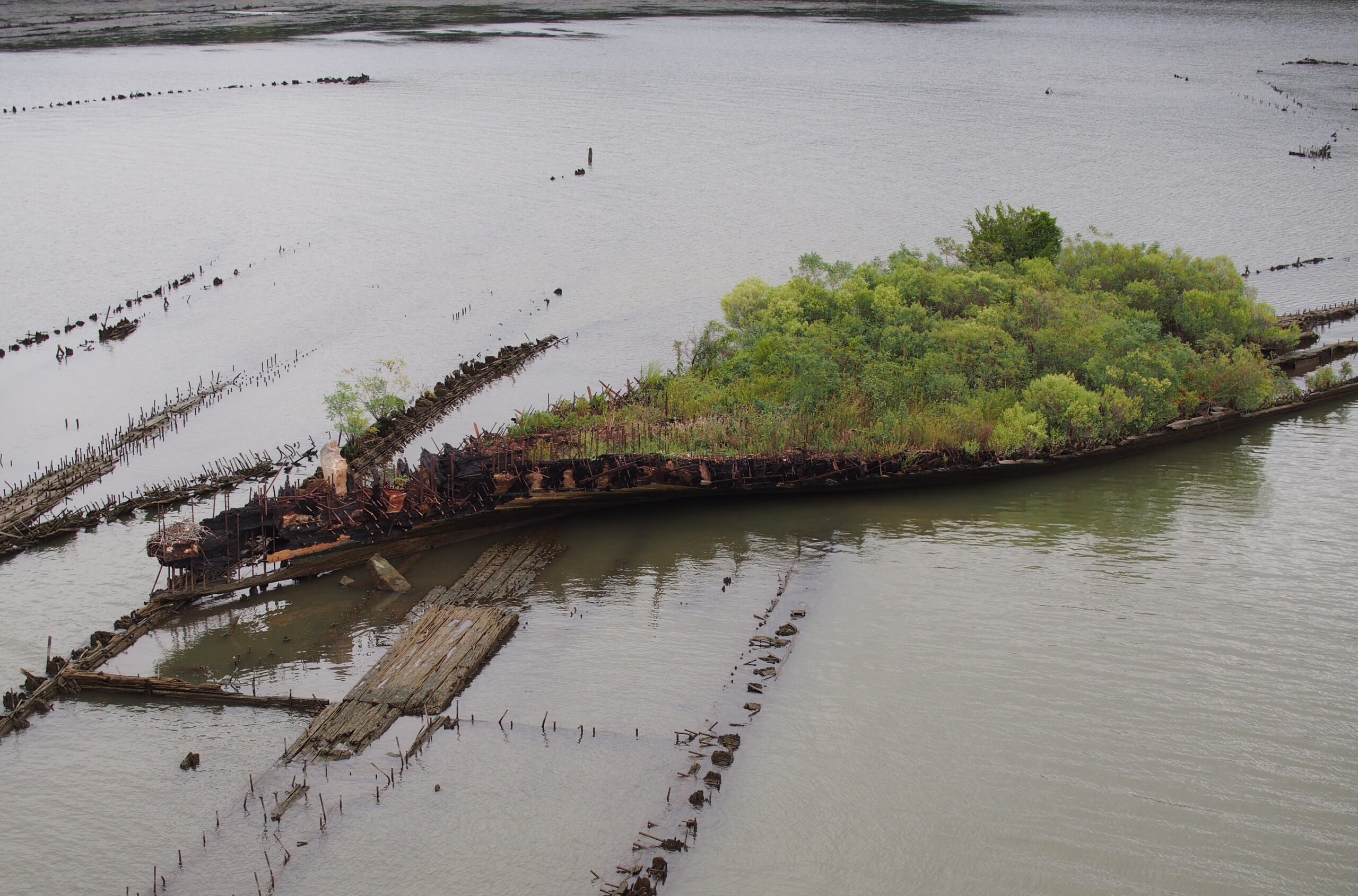 𝘉𝘦𝘯𝘻𝘰𝘯𝘪𝘢