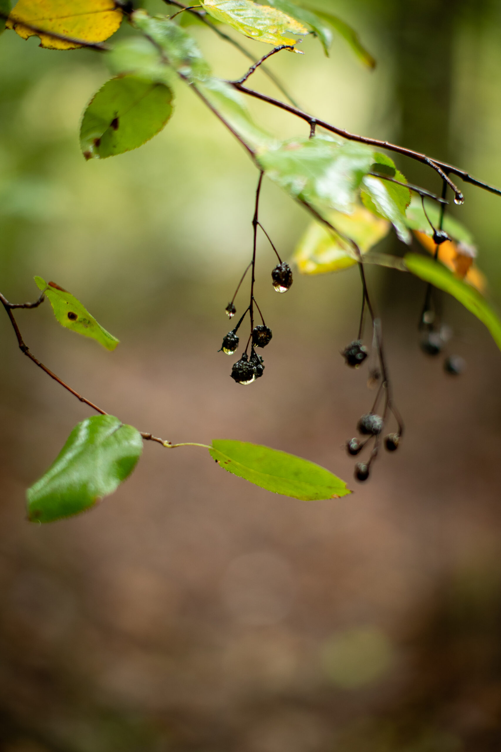 Serviceberry
