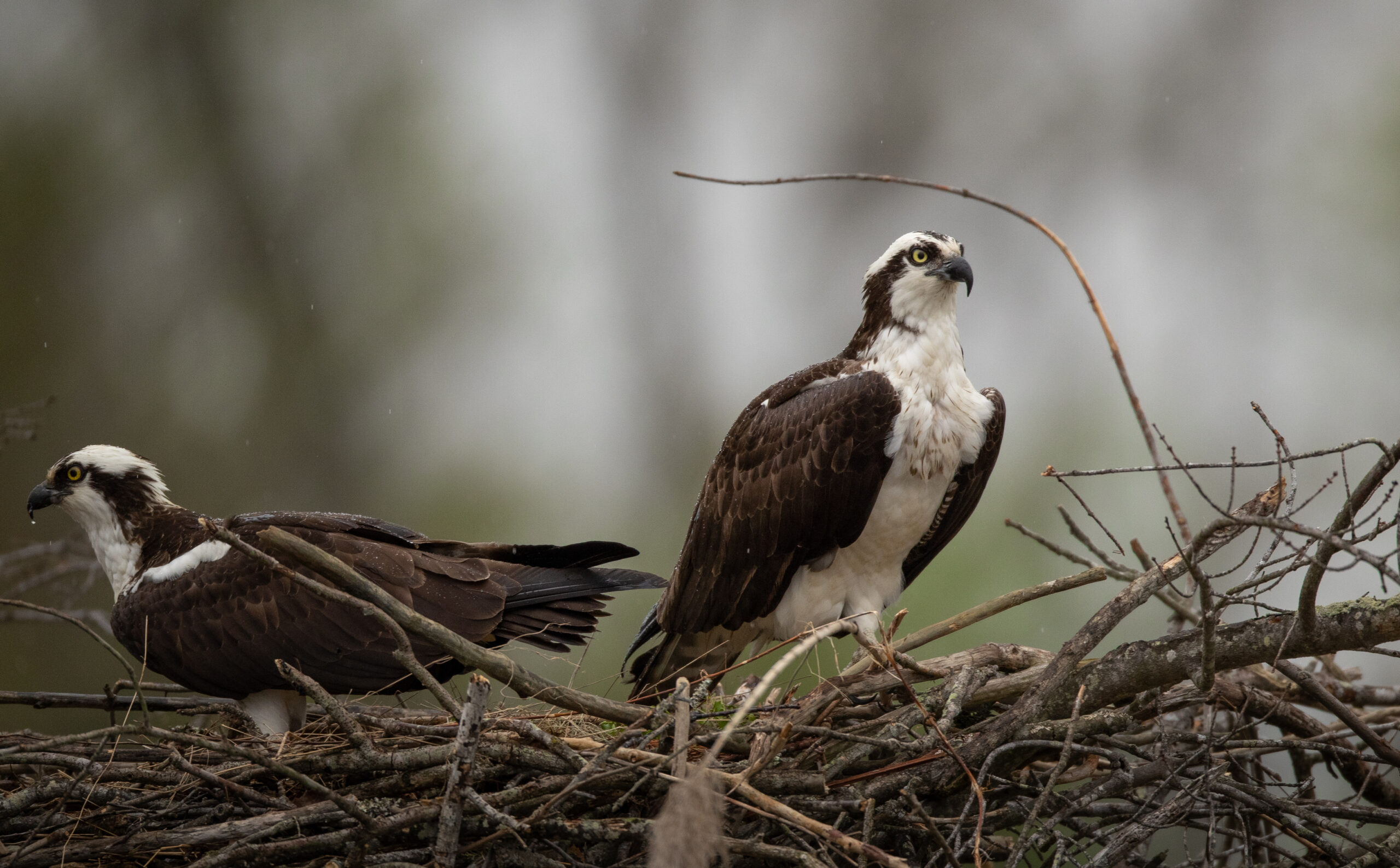 Osprey Nest