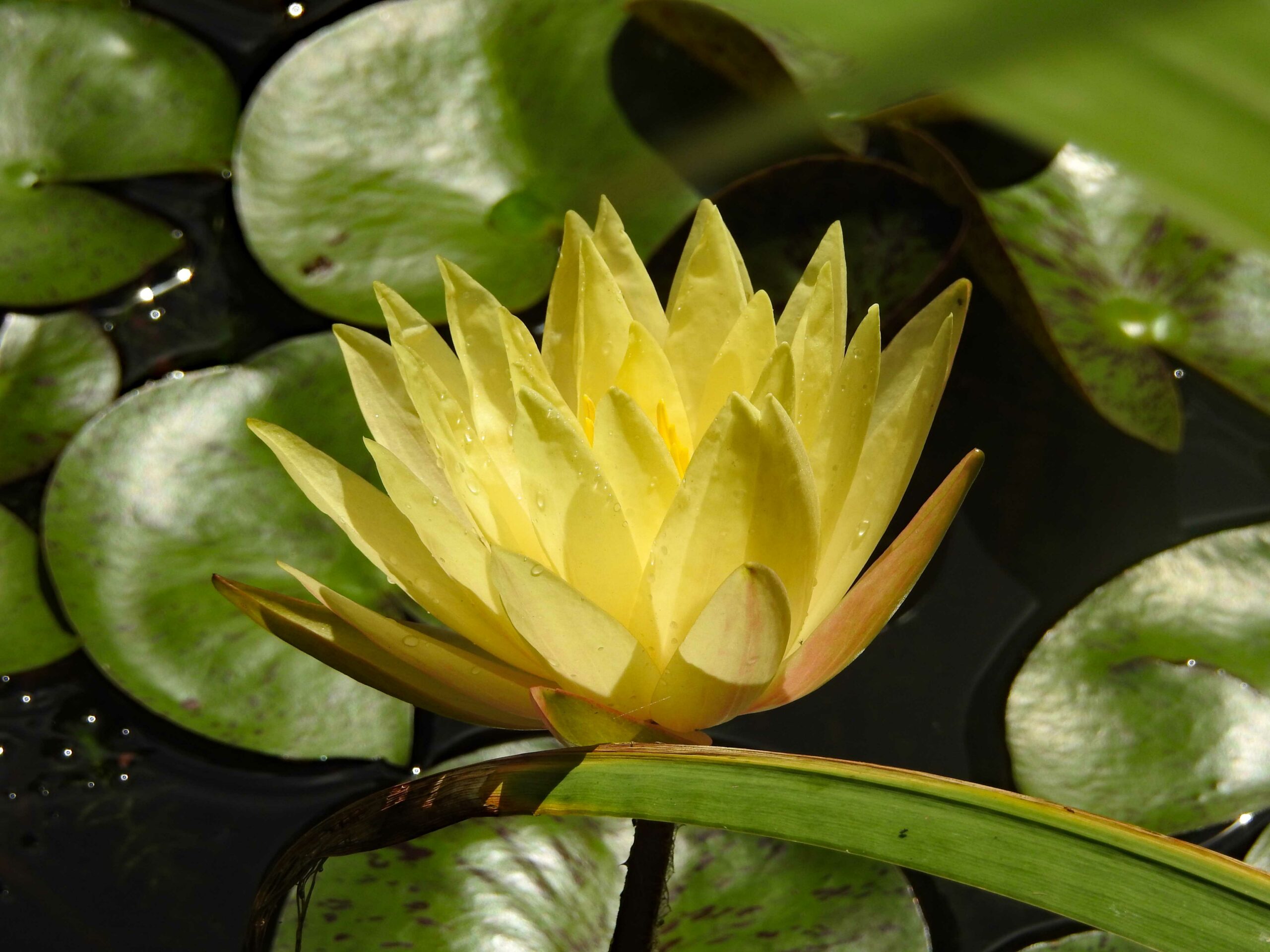 Spatterdock (Wanda Williams/Courtesy of Maryland DNR).