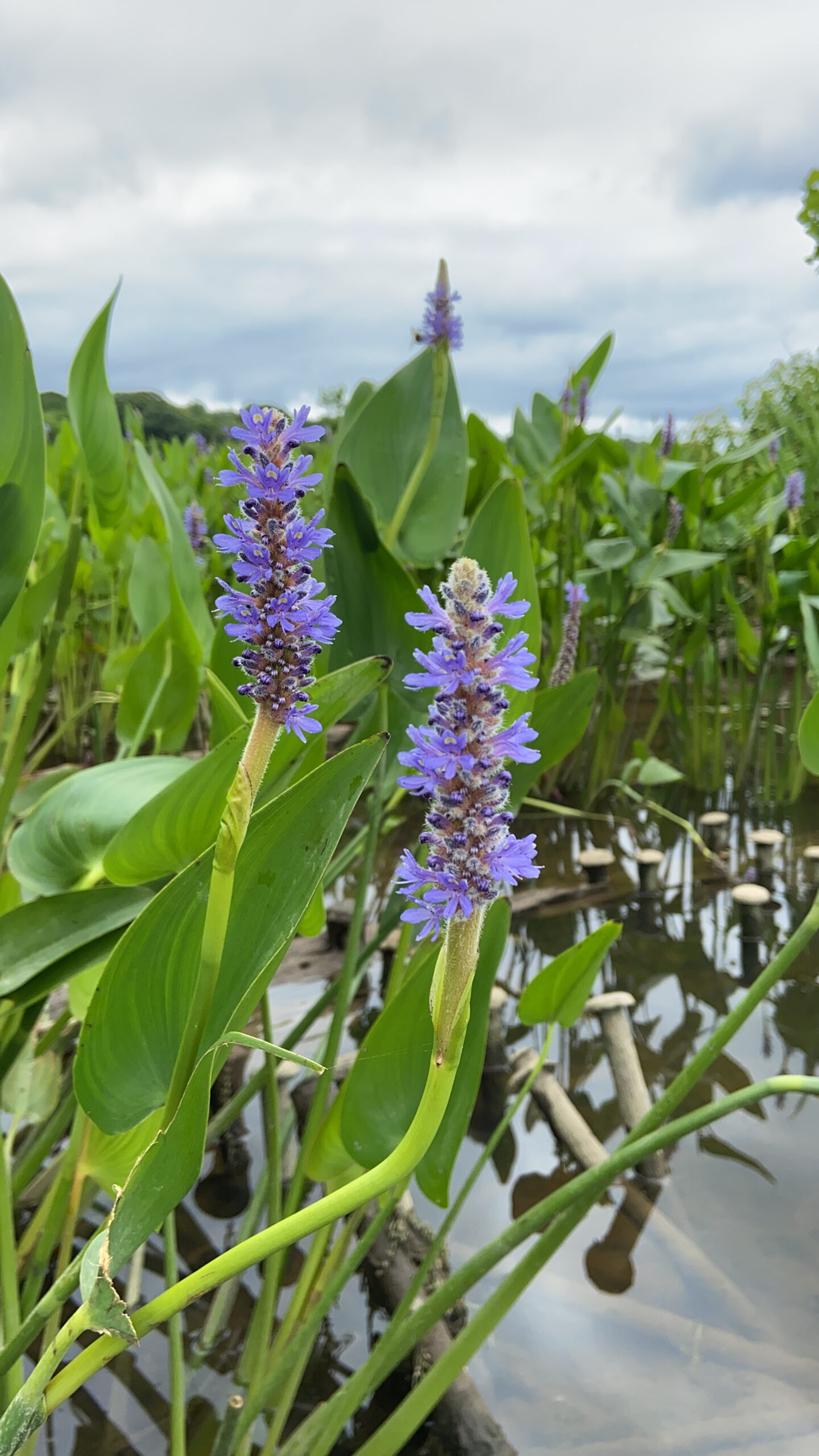 The purple flowers of pickerel weed (Megan McCabe/NOAA).
