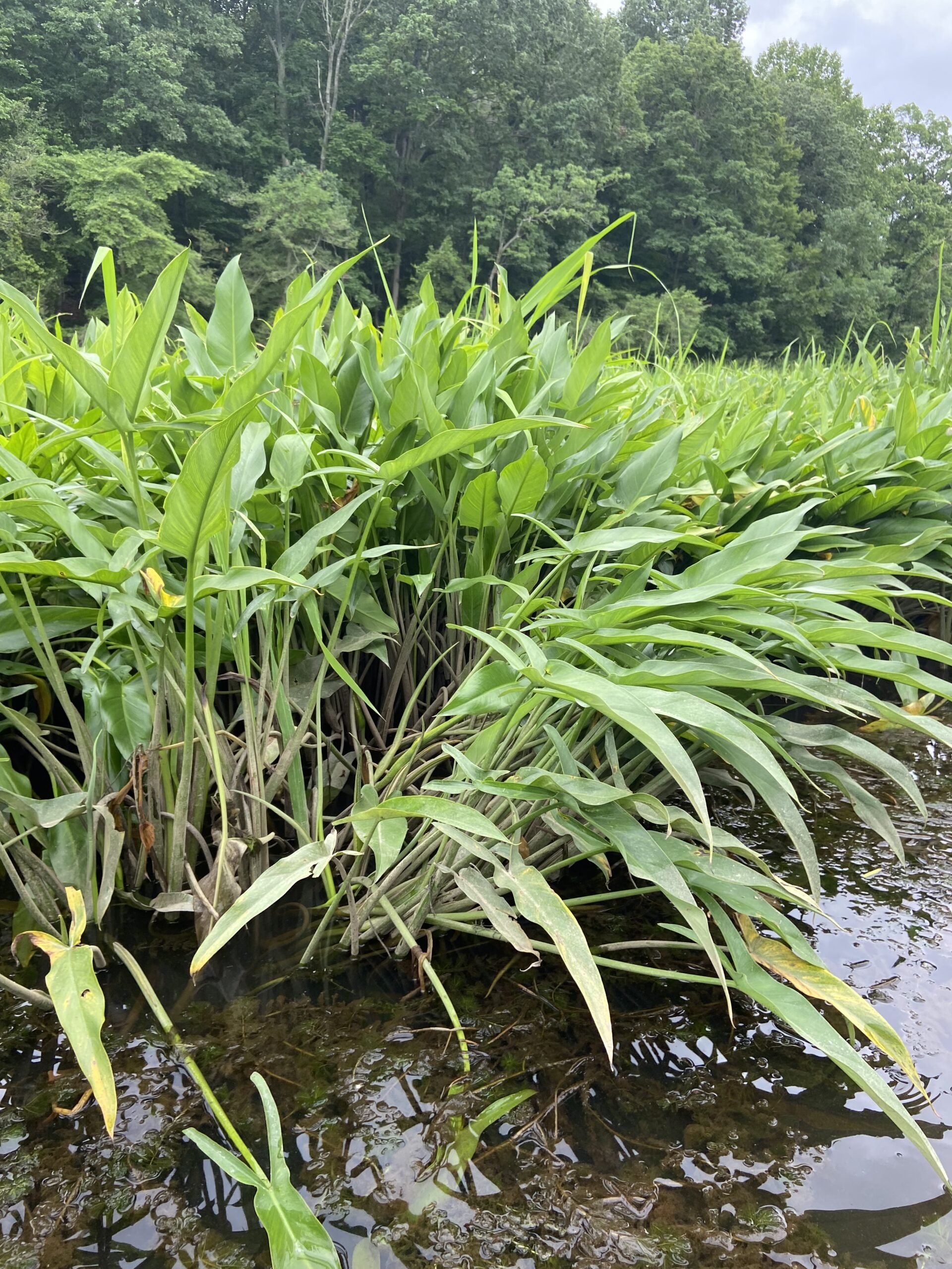 Green arrow arum, also known as tuckahoe (Megan McCabe/NOAA).